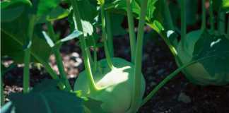 How to Start Your Own Vegetable Garden