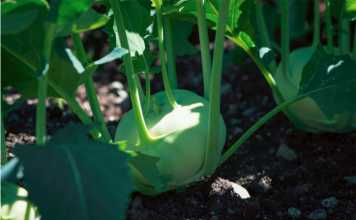 How to Start Your Own Vegetable Garden