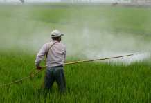 A Guideline for Women for the Use of Pesticide Chemicals at Home