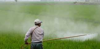 A Guideline for Women for the Use of Pesticide Chemicals at Home