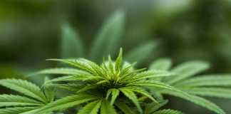 CBD is a Novel Way of Safe Cannabis Consumption