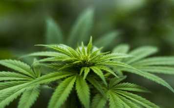 CBD is a Novel Way of Safe Cannabis Consumption