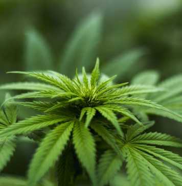 CBD is a Novel Way of Safe Cannabis Consumption