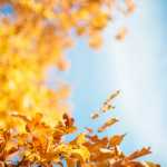 autumn-fall-leaves-1