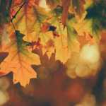 autumn-fall-leaves