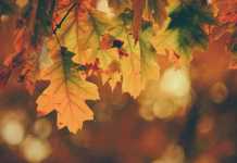 Awesome Autumn Date Ideas