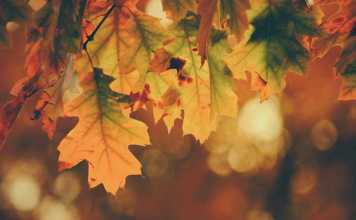 Awesome Autumn Date Ideas