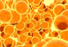 Most Common Immunity Myths