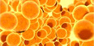 Most Common Immunity Myths