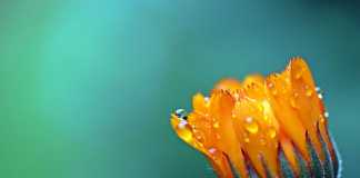 Access Essential Extracts From These Powerful Flowers