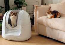 The Most Essential Pet Gadget: Auto Cat Toilet Footloose