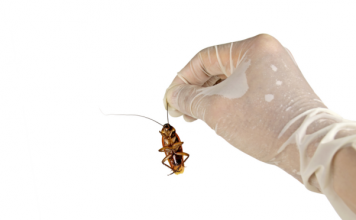 Pest Presence – Tell-Tale Signs That You Have An Infestation