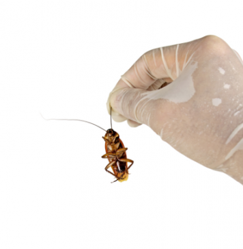Pest Presence – Tell-Tale Signs That You Have An Infestation
