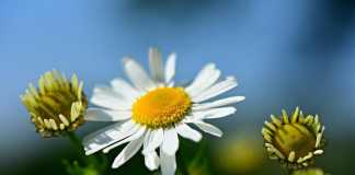 Energy to Be Produced from Plants?