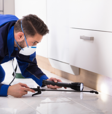 Pest Problems – How to Safeguard Your Home from Unwanted Visitors