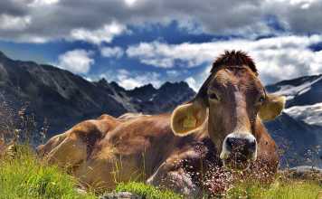 Here’s What You Need to Know About Sustainable Beef Consumption