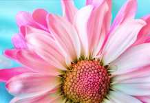 How to Buy the Right Flowers