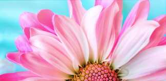 How to Buy the Right Flowers