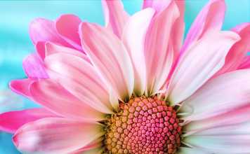 How to Buy the Right Flowers