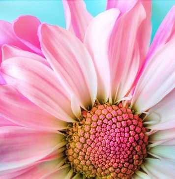 How to Buy the Right Flowers