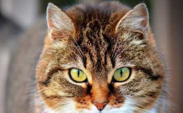 Things To Know About A Cat CBD Treat