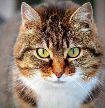 Things To Know About A Cat CBD Treat