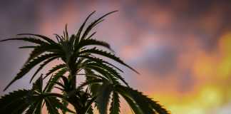 Understanding the Fundamental CBD and CBN Differences