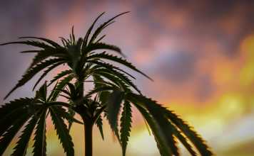 Understanding the Fundamental CBD and CBN Differences