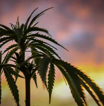 Understanding the Fundamental CBD and CBN Differences