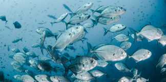 Diet for Healthy Joints