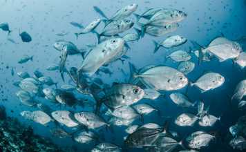 Diet for Healthy Joints