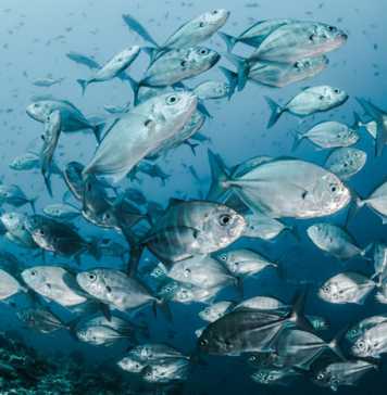 Diet for Healthy Joints