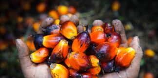 Palm Oil Myths and Facts