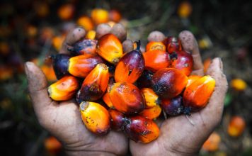 Palm Oil Myths and Facts