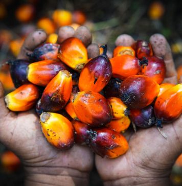 Palm Oil Myths and Facts