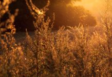 How to Defeat Seasonal Allergies Naturally?