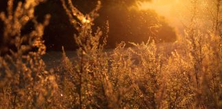 How to Defeat Seasonal Allergies Naturally?