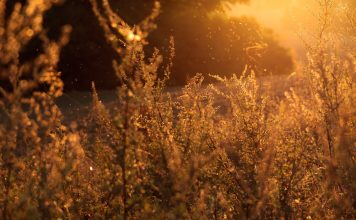 How to Defeat Seasonal Allergies Naturally?