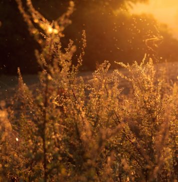 How to Defeat Seasonal Allergies Naturally?