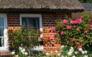 A Greener Place: Adorable Plants Perfect to Be Grown in Your Garden