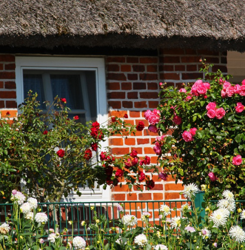 A Greener Place: Adorable Plants Perfect to Be Grown in Your Garden