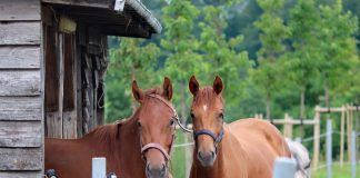 5 Essential Tips for Stable Care