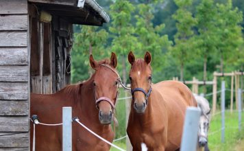 5 Essential Tips for Stable Care