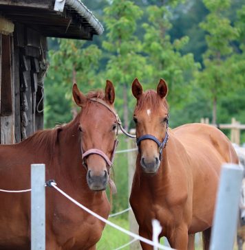 5 Essential Tips for Stable Care