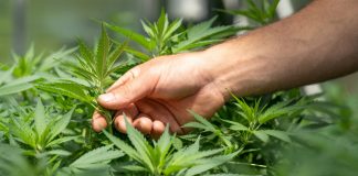 5 Myths You Might Believe About CBD