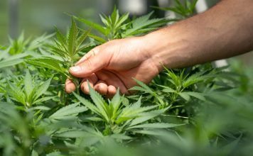 5 Myths You Might Believe About CBD