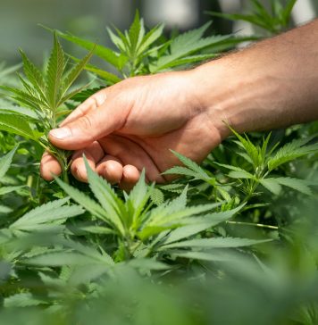 5 Myths You Might Believe About CBD