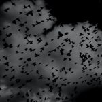 birds-sky-black-nightmare