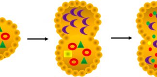 Ways to Boost Autophagy