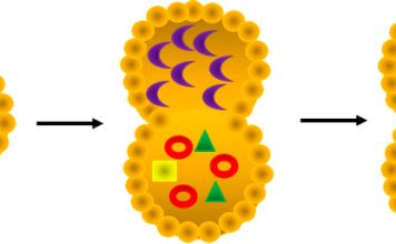 Ways to Boost Autophagy